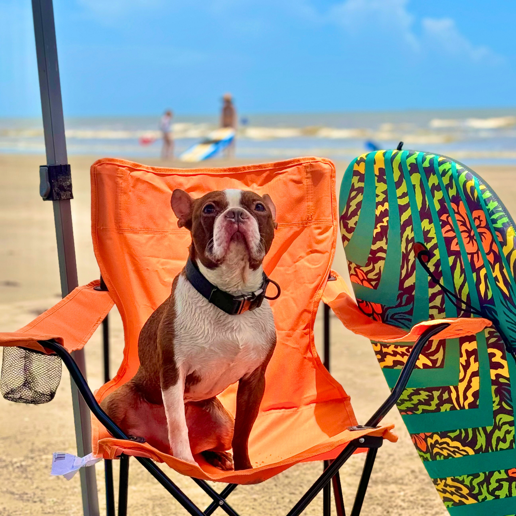 Image for Galveston Pet-Friendly Vacation Rentals